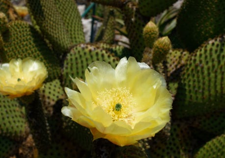Flowers of a cactus
